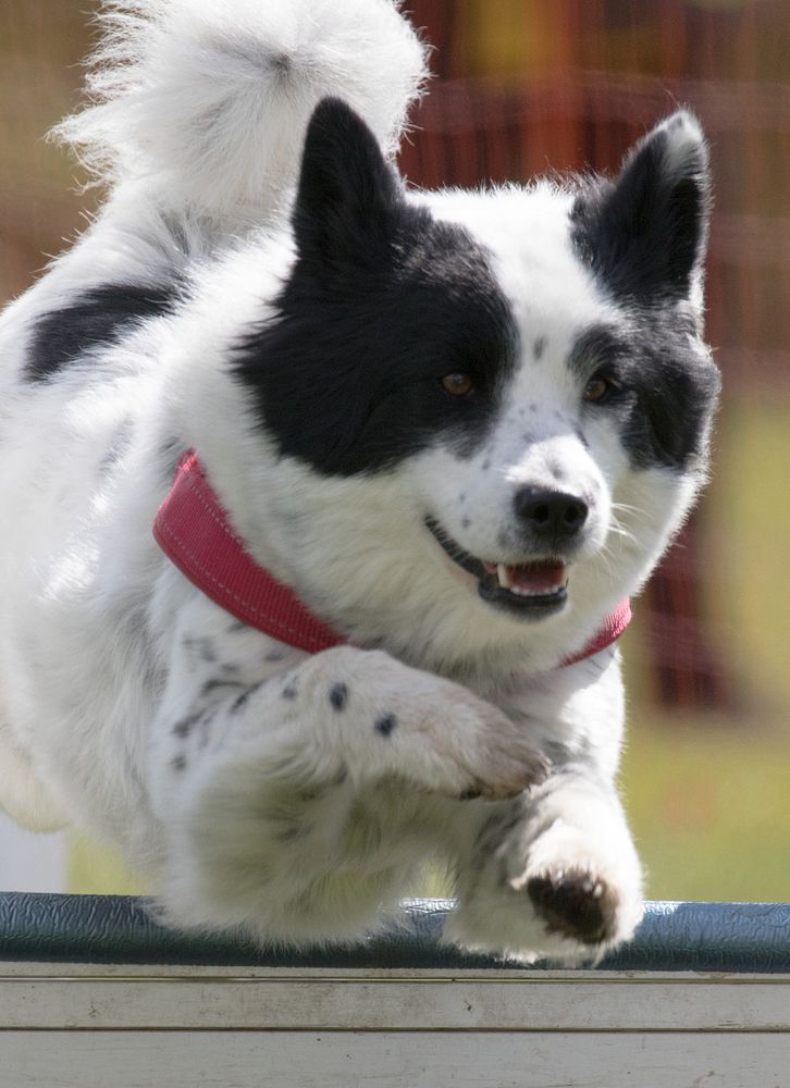 Flyball-4