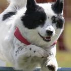 Flyball-4