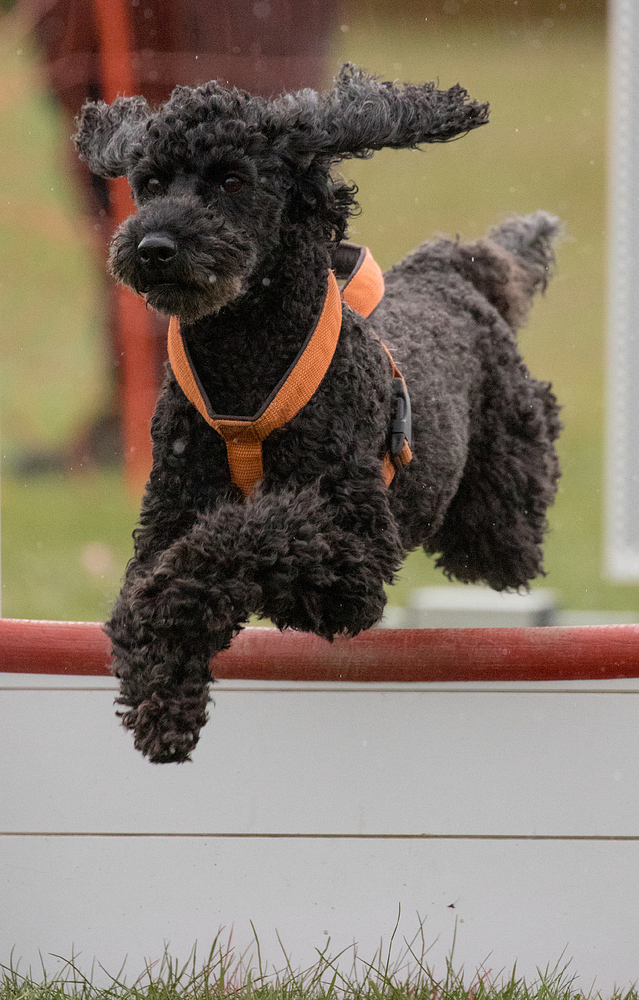 Flyball-5