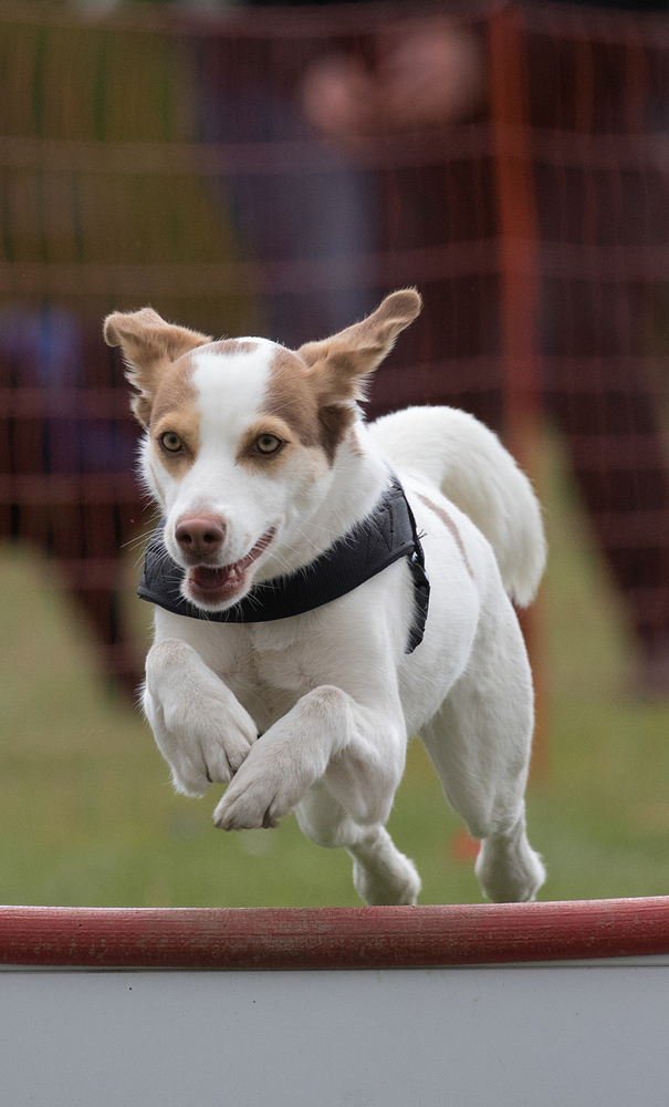 Flyball-6