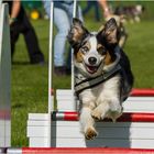 Flyball