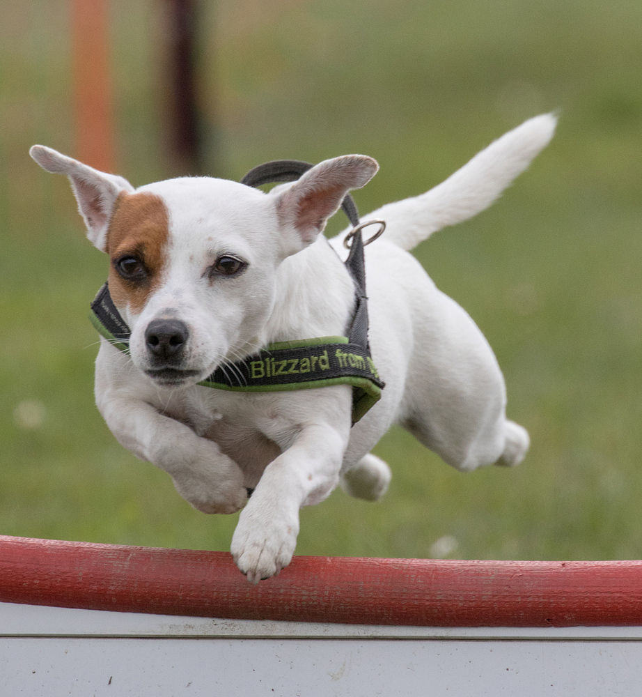 Flyball