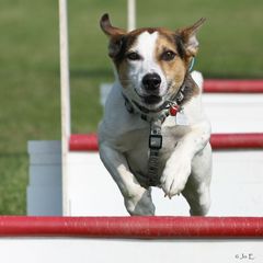 Flyball! "Benny"