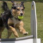 Flyball-Champ