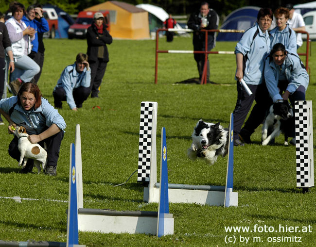 Flyball - die F1 des Hundesports