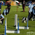 Flyball - die F1 des Hundesports