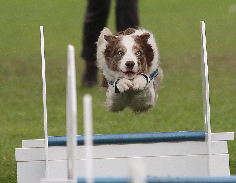 Flyball EM 2011 in Borken