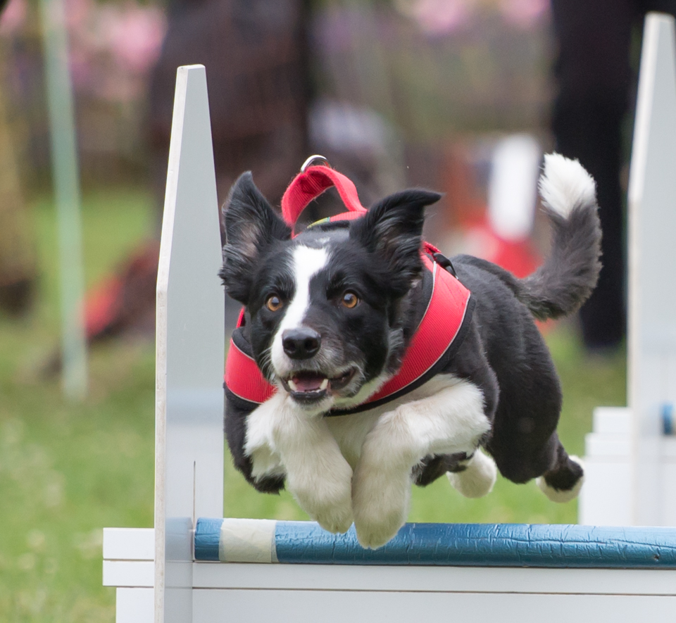 Flyball - Hundesport