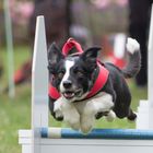 Flyball - Hundesport