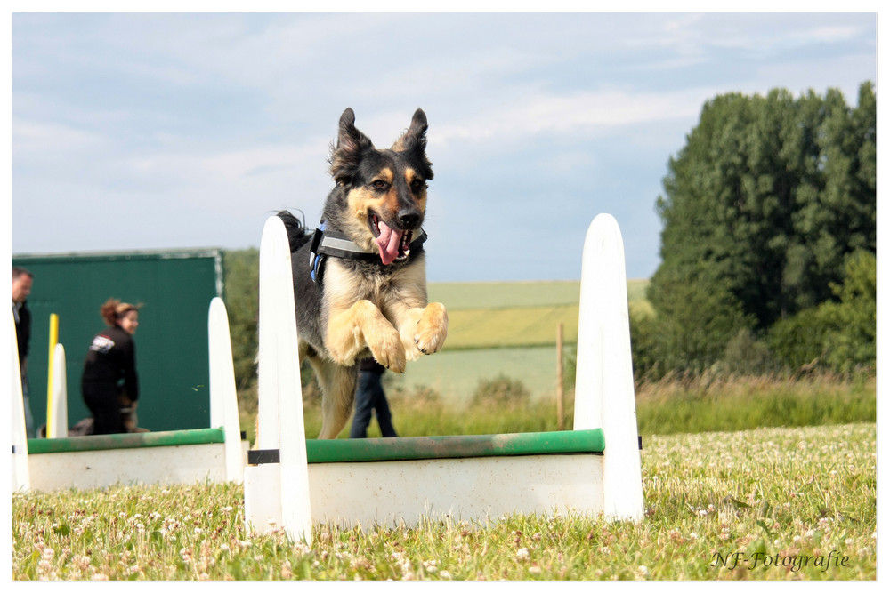 Flyball II