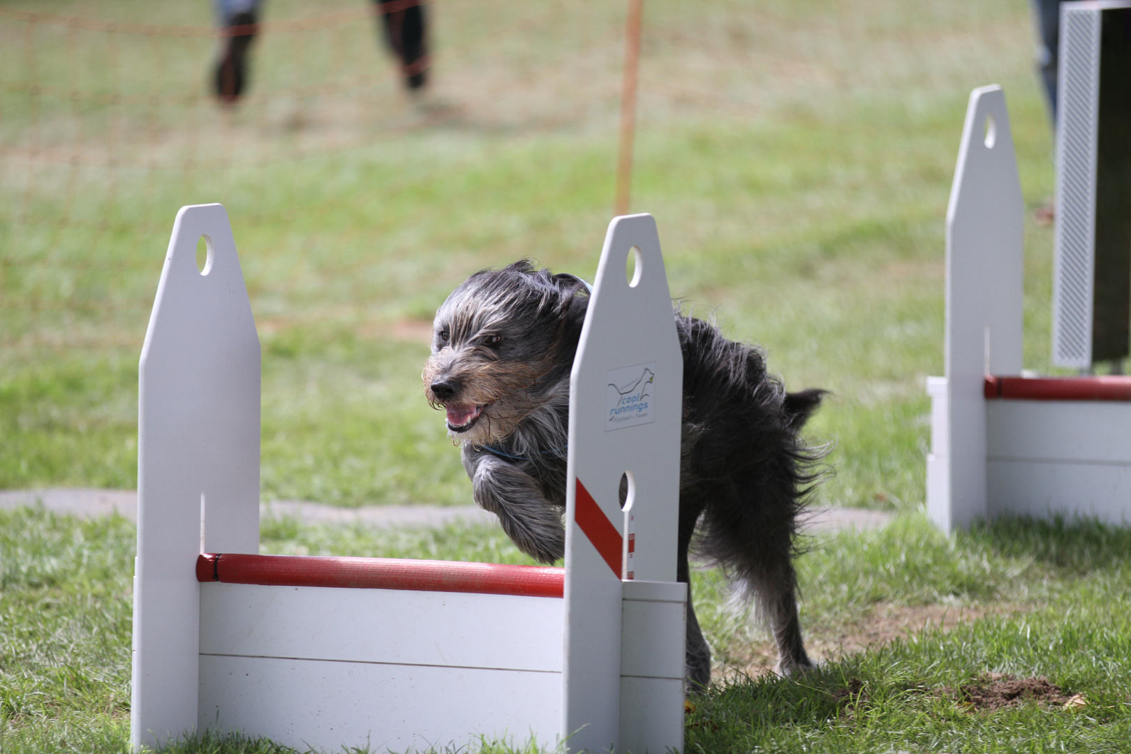 Flyball in Durbach