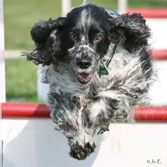 Flyball! "Insa"