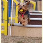Flyball is also fun