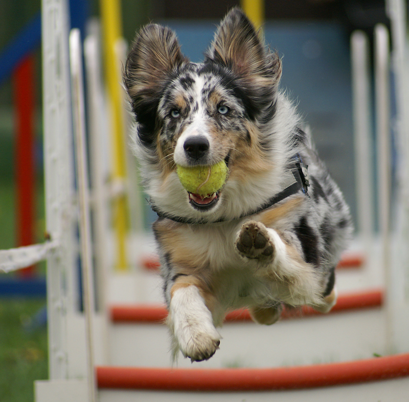 Flyball Junkie