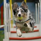 Flyball Junkie