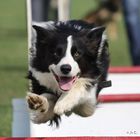 Flyball! "Paul"