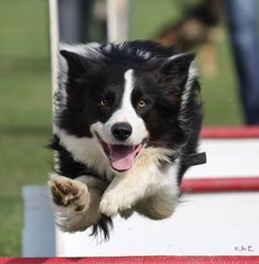 Flyball! "Paul"