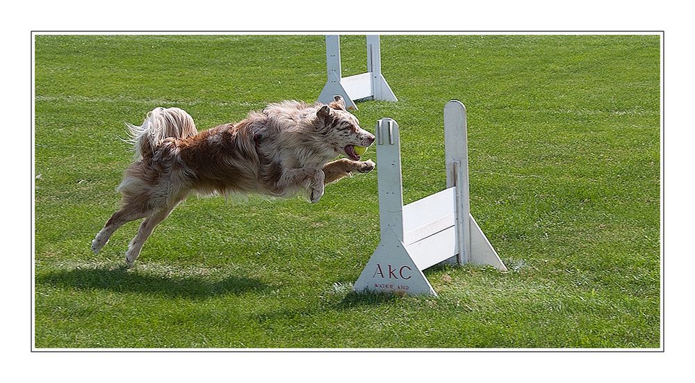Flyball sprong
