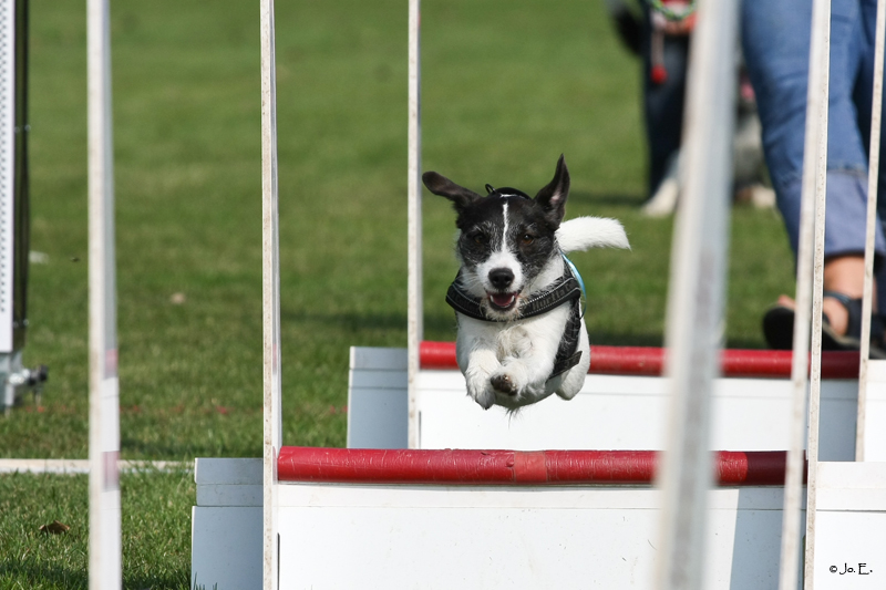 Flyball! "Tessa"