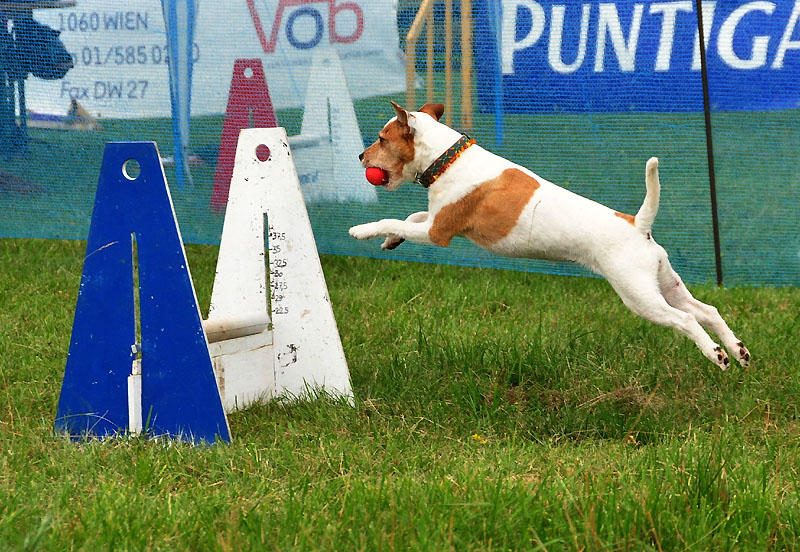 Flyball Wettkampflauf