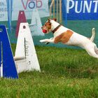 Flyball Wettkampflauf