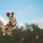 flyball, wörtlich genommen