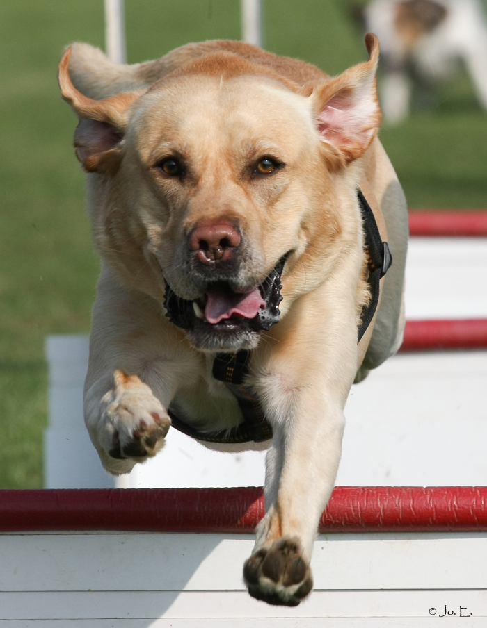 Flyball! "Yellow"