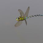 Flyby Blaugrüne Mosaikjungfer (Aeshna cyanea)