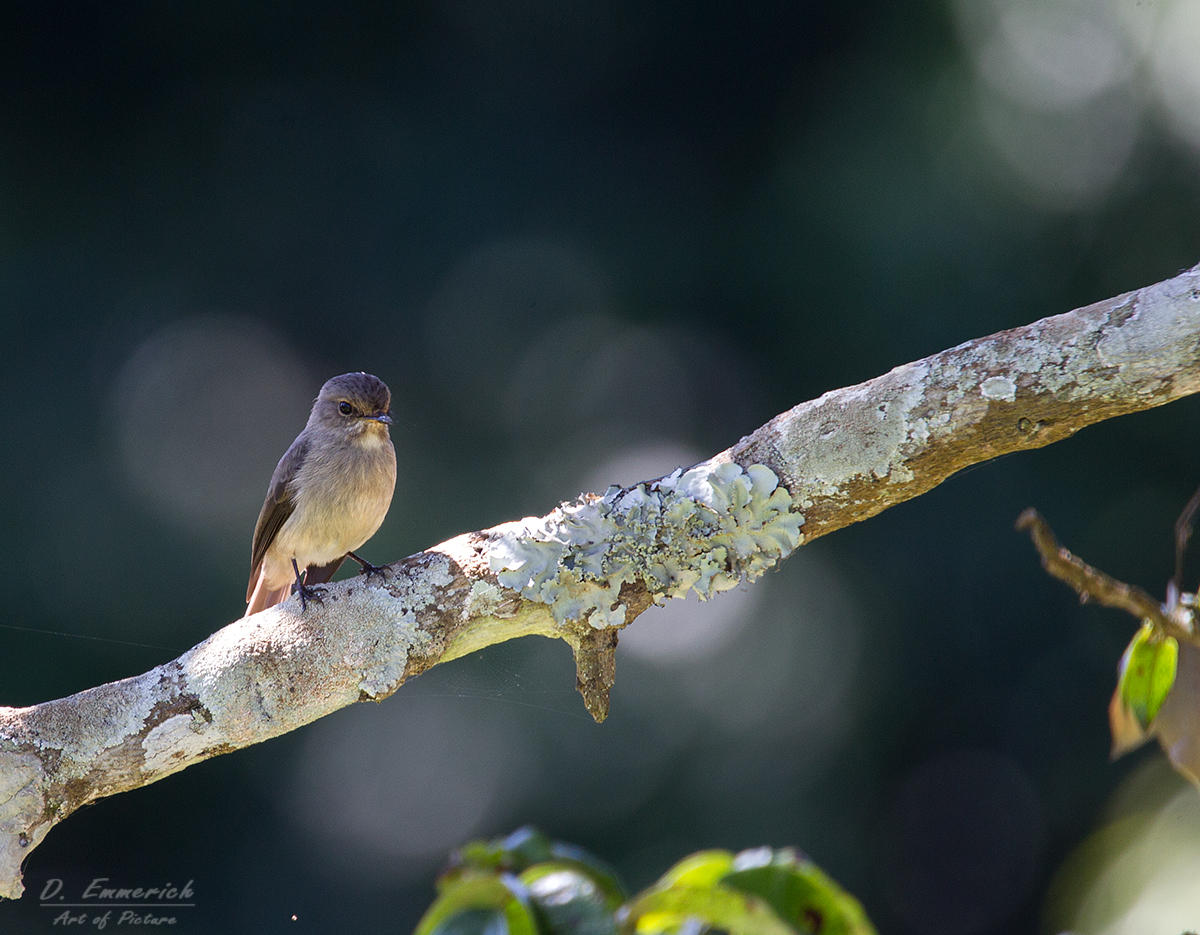 Flycatcher