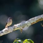 Flycatcher