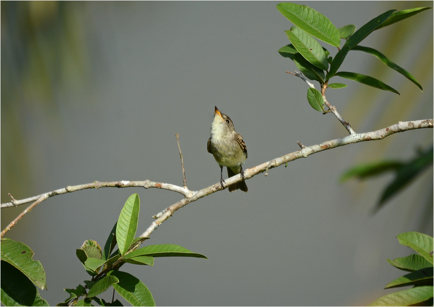 Flycatcher