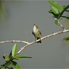 Flycatcher