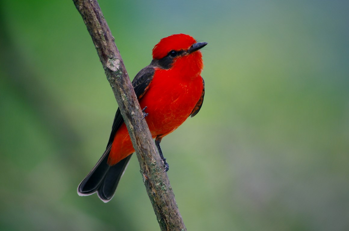 Flycatcher of Colombia