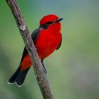 Flycatcher of Colombia