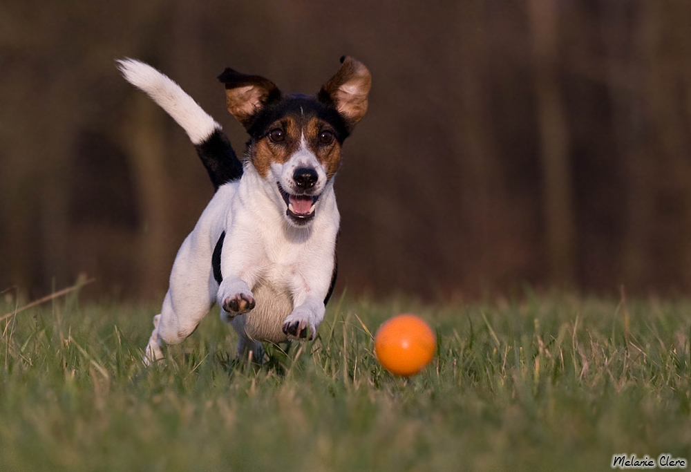 Fly'chen und Ihr Balli