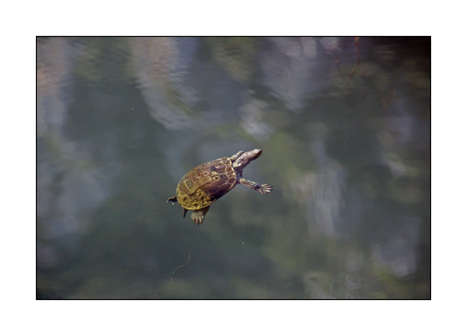 Flyin' Turtle