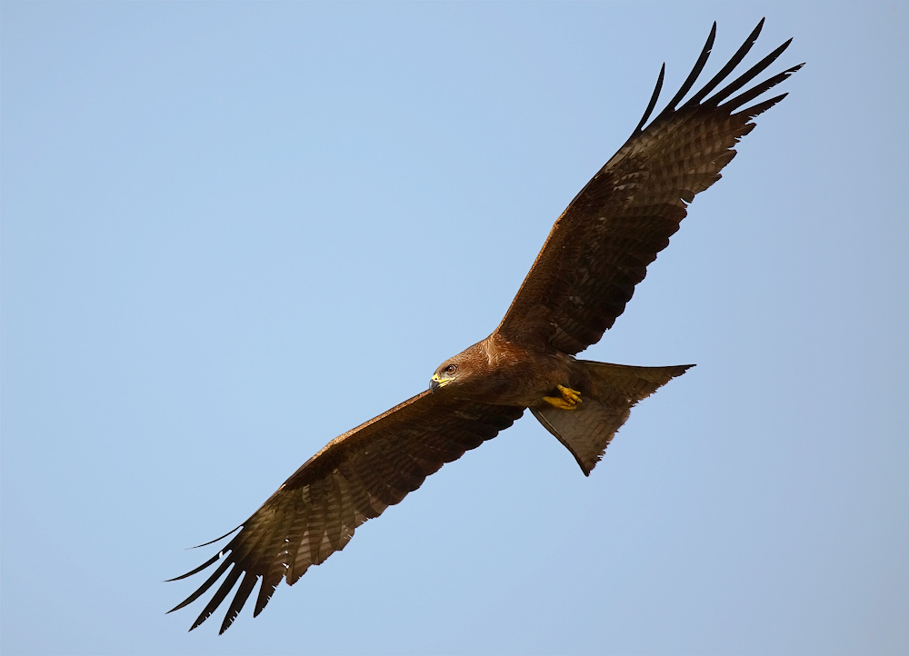 Flying (a) kite