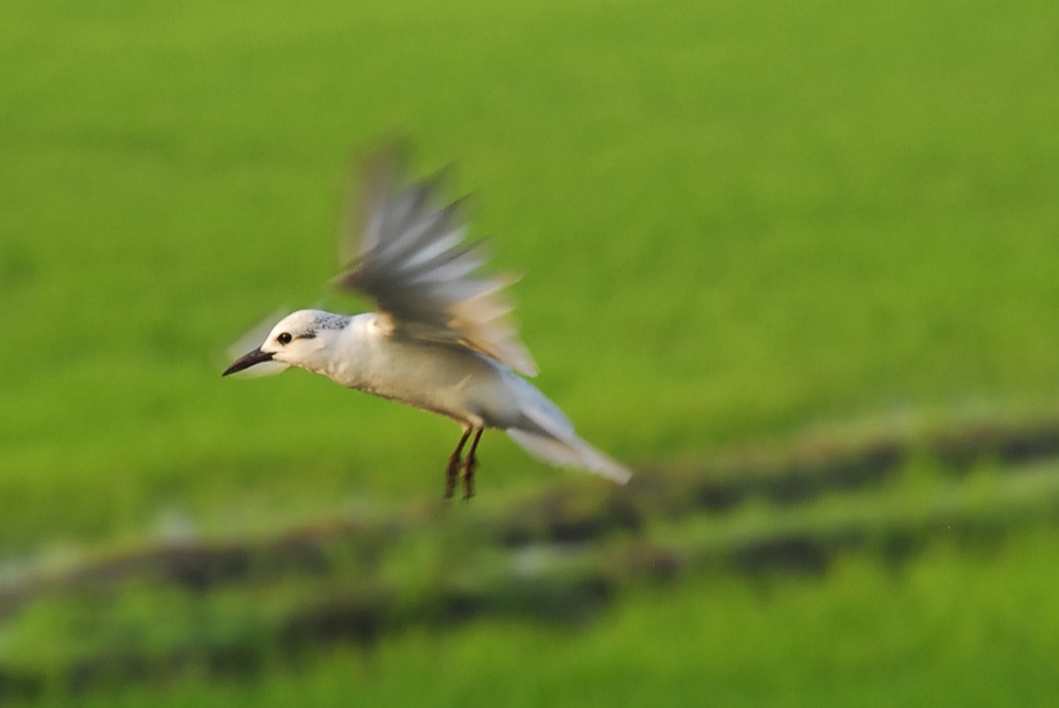 Flying above the fields...