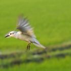 Flying above the fields...