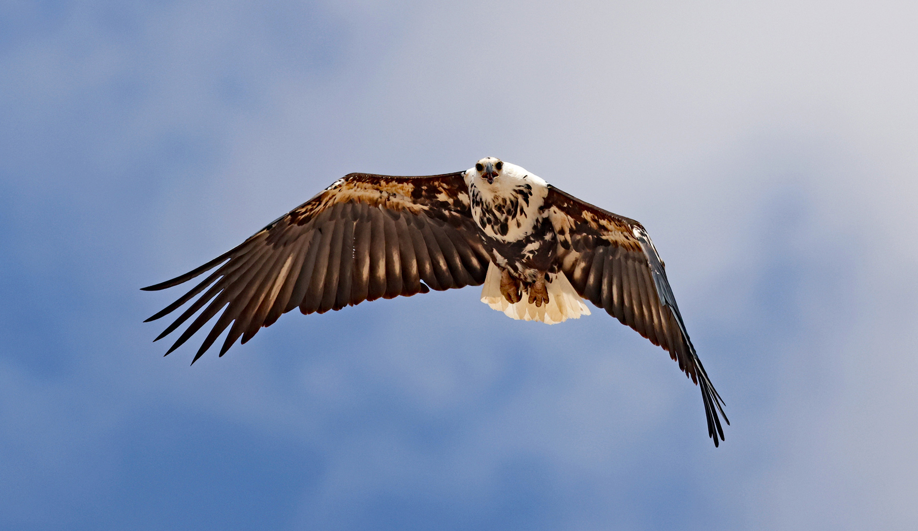 Flying African Fish Eagle