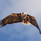 Flying African Fish Eagle