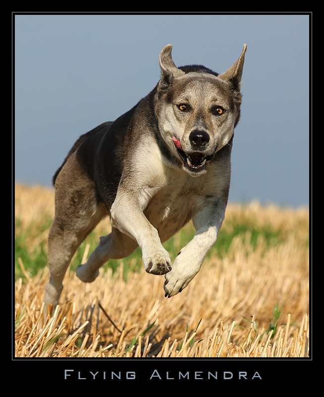 Flying ***ALMENDRA***