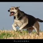 Flying ***ALMENDRA*** III