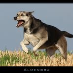 Flying ***ALMENDRA*** III