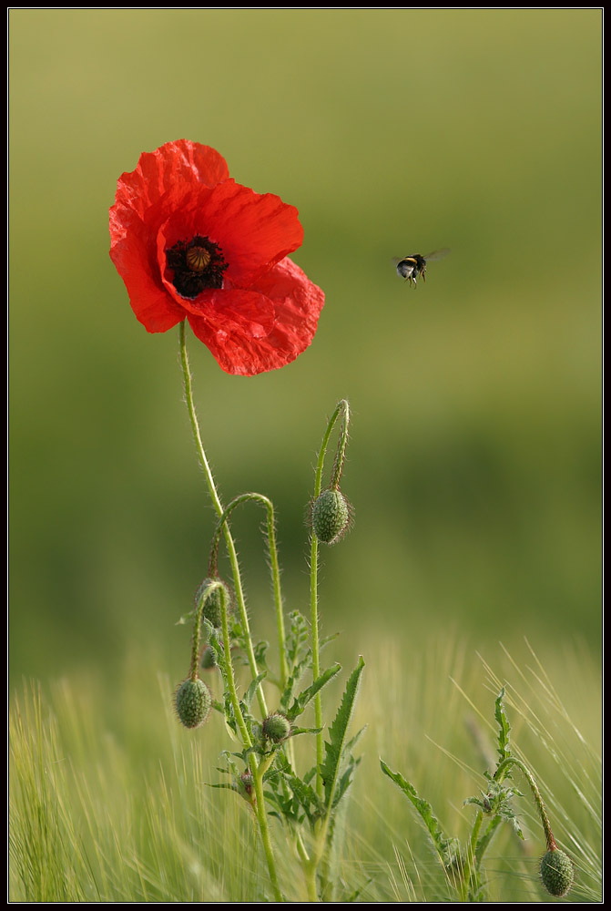 flying around the Mohn