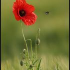 flying around the Mohn