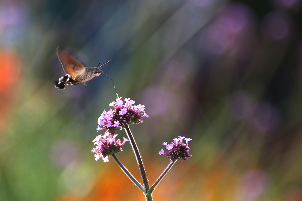 flying artist