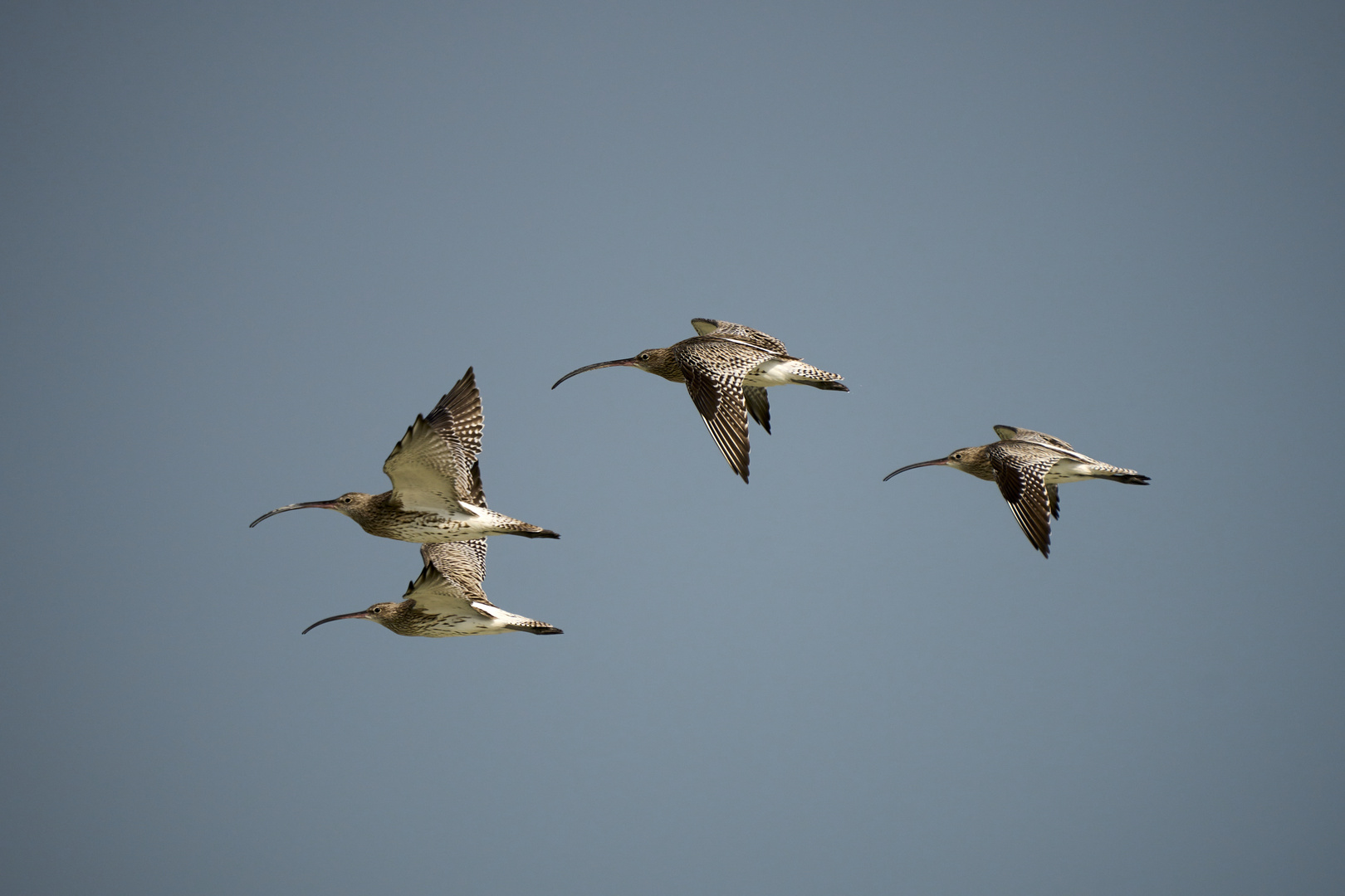 Flying as Curlews 