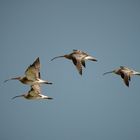 Flying as Curlews 