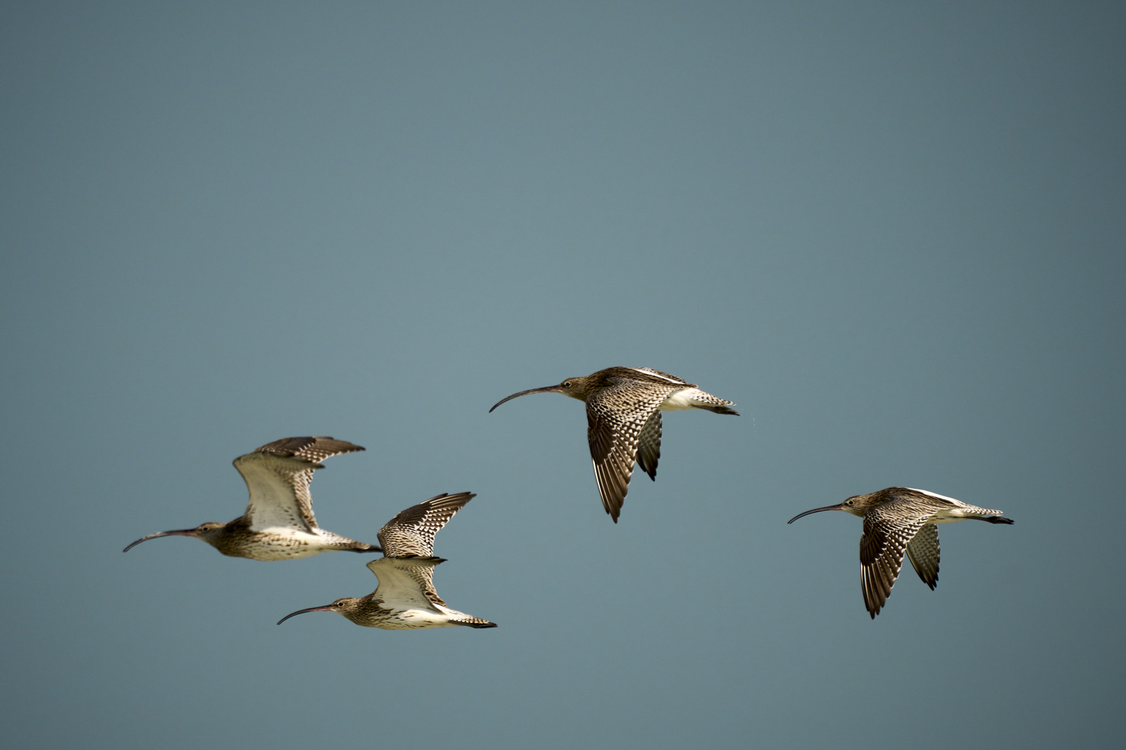 Flying as Curlews 